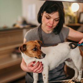 kozmetikus kutyát fésül