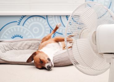 kutya ventilátorral