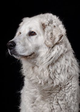 kuvasz stúdió portré