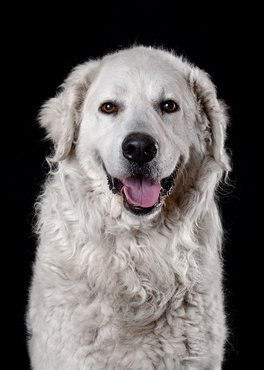 kuvasz stúdióban