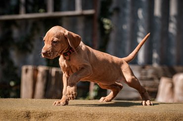 magyar vizsla