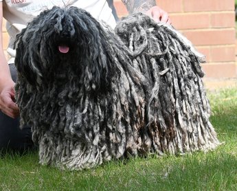 Puli