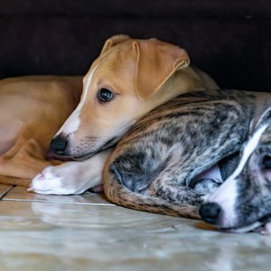resting dogs