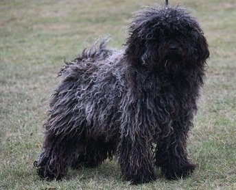 Szuka puli