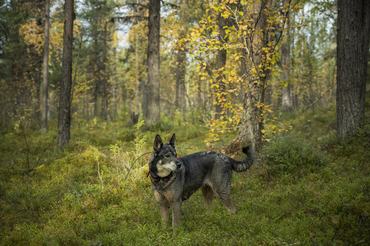 szürke norvég elkhund erdőben