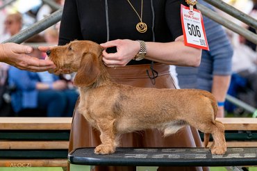 tacskó kiállításon
