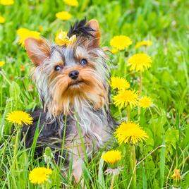 Yorkshire terrier pitypangok között